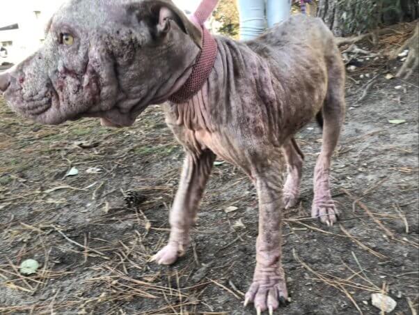 a hairless dog suffering from severe mange