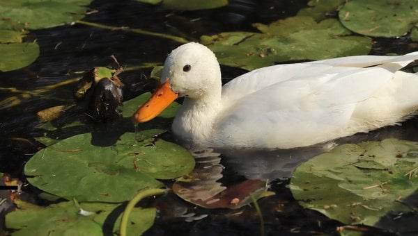 Ducks’ Throats Slit, Legs Cut Off—Urge Target and Others to Act Now!