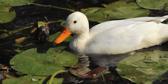 Ducks’ Throats Slit, Legs Cut Off—Urge Target and Others to Act Now!