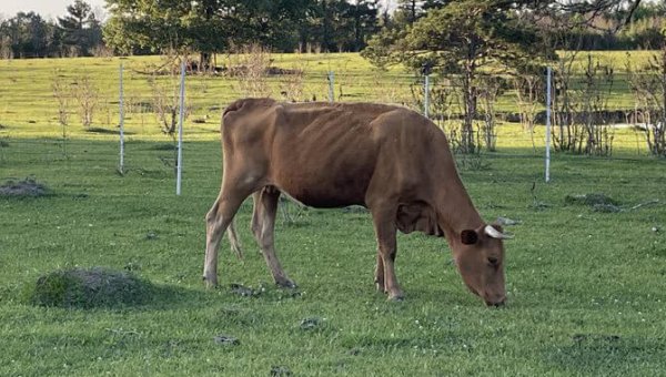 Urge Louisiana Officials to Intervene in Alleged Cow Starvation Case!