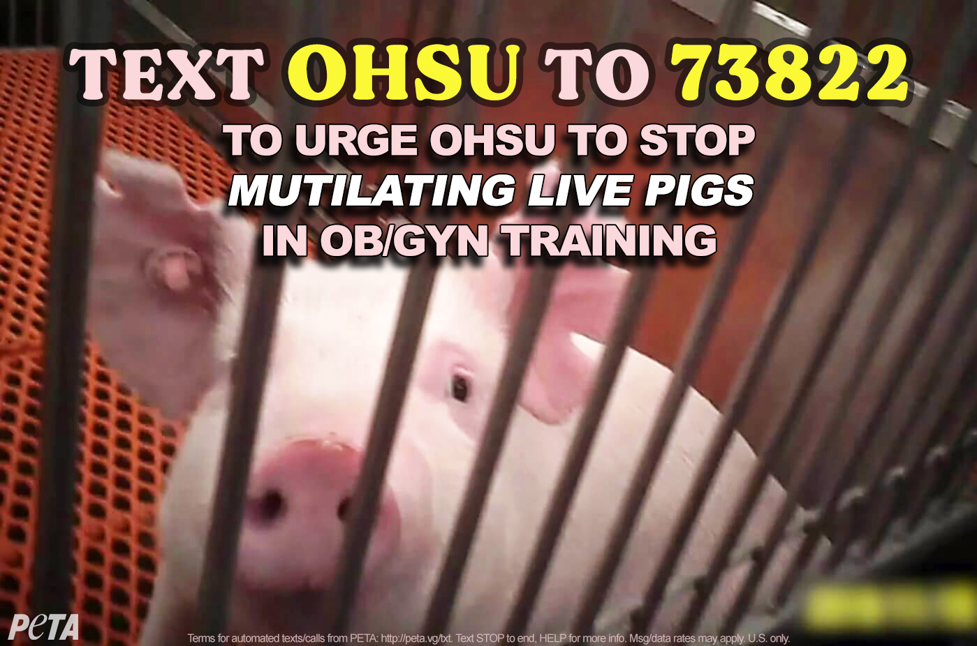 Pigs like this one were Mutilated in Oregon Health & Science University OB/GYN Training