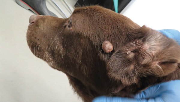 URGENT: Sick, Starving—and Possibly Stolen—Dogs in Lab Need Your Help