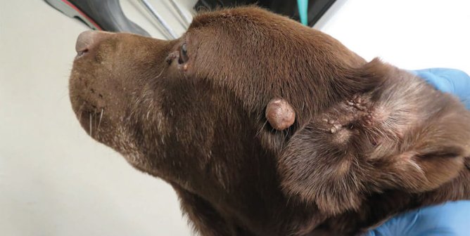 URGENT: Sick, Starving—and Possibly Stolen—Dogs in Lab Need Your Help