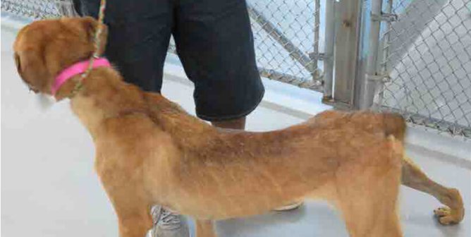 PHOTOS: Emaciated Dogs, Sick Cats Languish in Cramped Kennels at U.S. Contract Labs