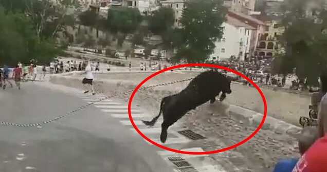 a bull who jumped a short wall and fell 50 feet during a Spanish festival