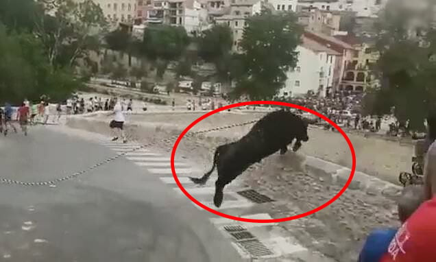 Video: Un toro cae 50 pies durante el Festival Español