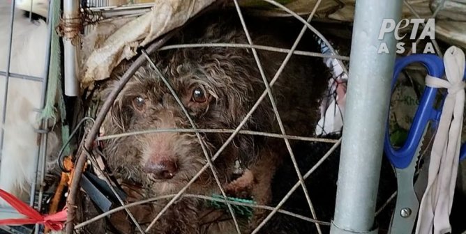 What Can Dog Breeders Get Away With? Take a Look at What PETA Asia Found