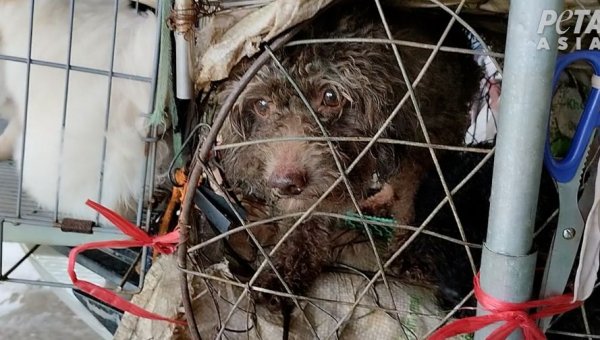 What Can Dog Breeders Get Away With? Take a Look at What PETA Asia Found