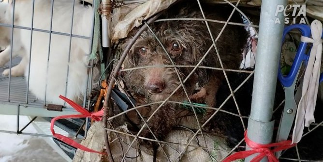 What Can Dog Breeders Get Away With? Take a Look at What PETA Asia Found