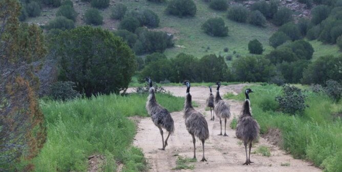 a group of emus walking along a dirt road surrounded by greenery after PETA rescued them from Waccatee Zoo