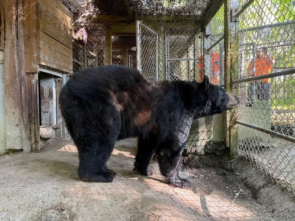 bear rescued from waccatee zoo arrives at TWAS sanctuary in Colorado 