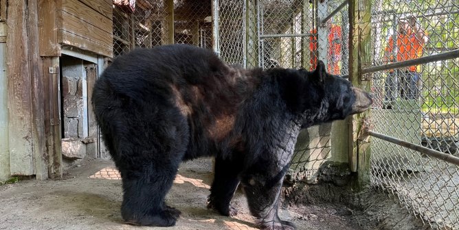 PETA Helps Rescue Two Bears, a Llama, and Six Emus From Waccatee Zoo
