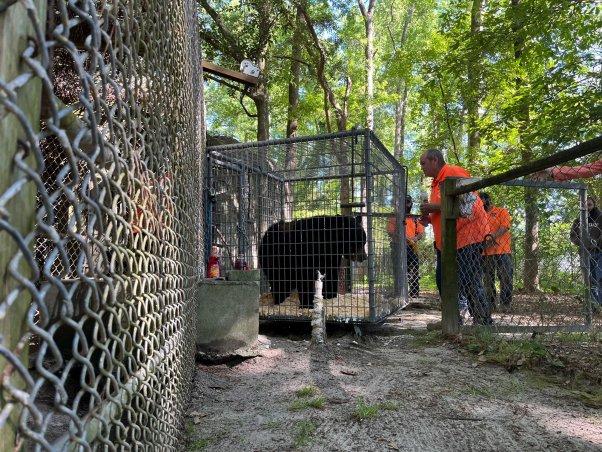 bear rescued from waccatee zoo by PETA