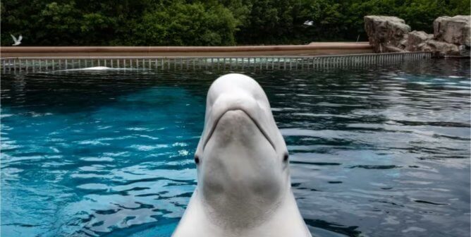 a beluga whale rising above the water's surface at Marineland of Canada