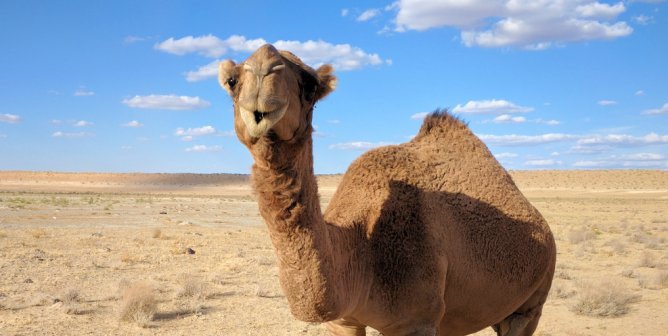 VICTORY! Travel Companies Take Action for Suffering Camels at Giza
