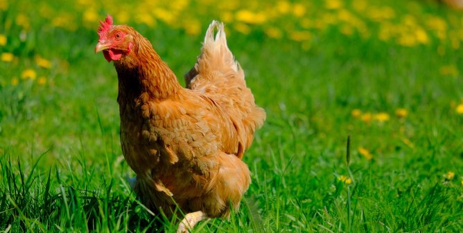 Brown hen in a grassy field