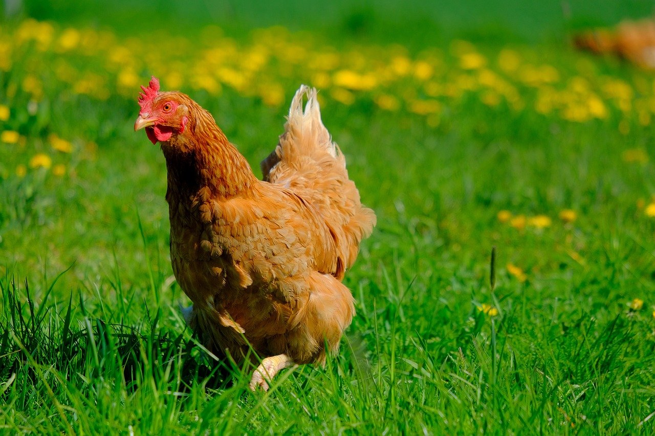 Brown hen in a grassy field