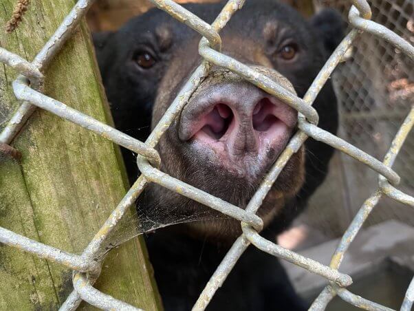closeup of bear stuck behind a fence, soon after rescued from Waccatee Zoo by PETA