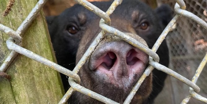 closeup of bear stuck behind a fence, soon after rescued from Waccatee Zoo by PETA