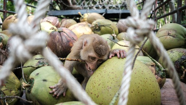 monkey with rope around neck holding onto coconuts