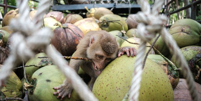 monkey with rope around neck holding onto coconuts