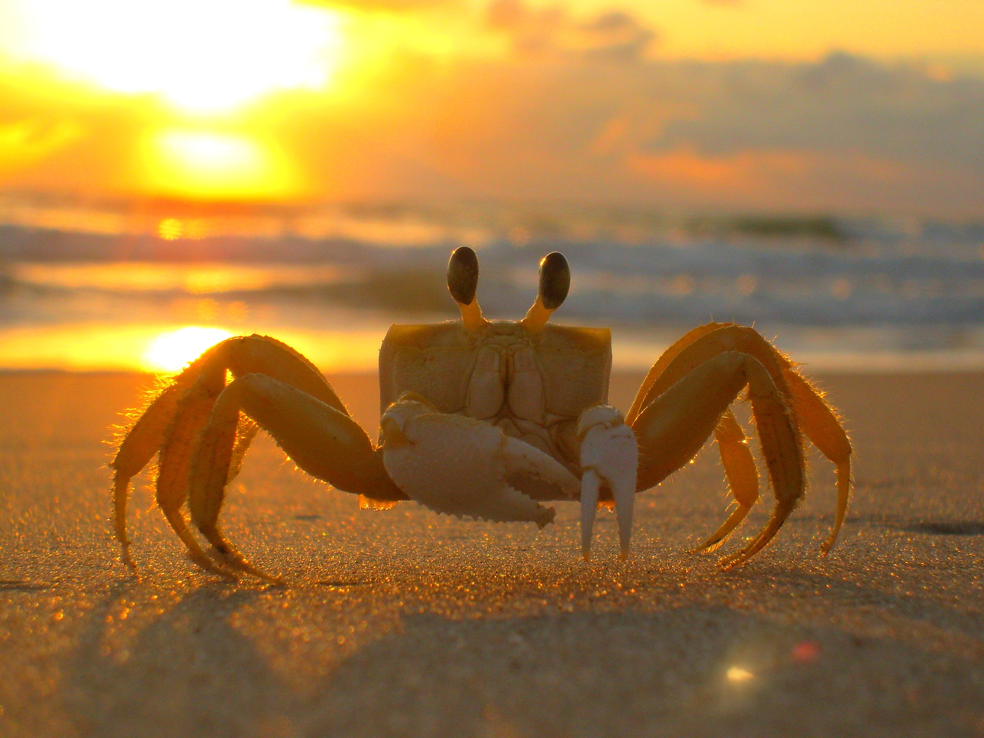 Crab next to a sunset on a beach