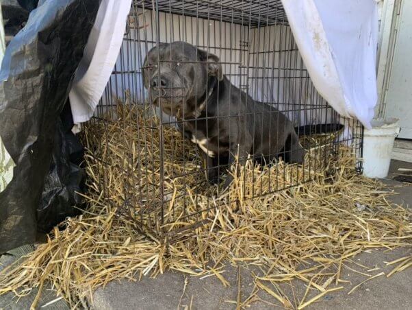 dog kept outdoors in small crate