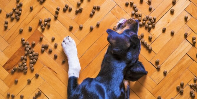 dog surrounded by food