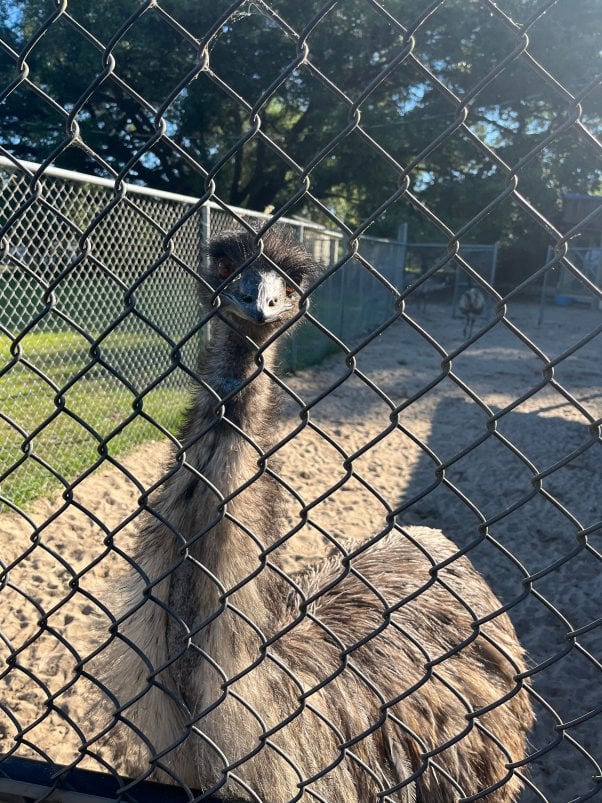 emu rescued from waccatee zoo by PETA