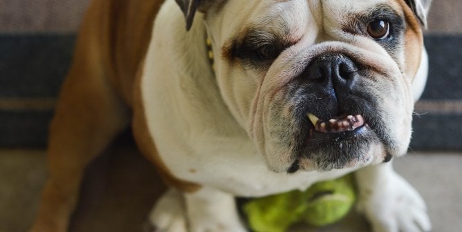 There’s No Such Thing as an ‘Overbred’ Dog—Here’s Why