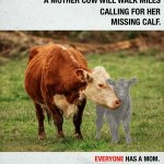 Print ad featuring a cow and a greyed-out calf at her side. The text at the top reads "After separation a mother cow will walk miles calling for her missing calf." and the bottom text reads "everyone has a mom. Mother