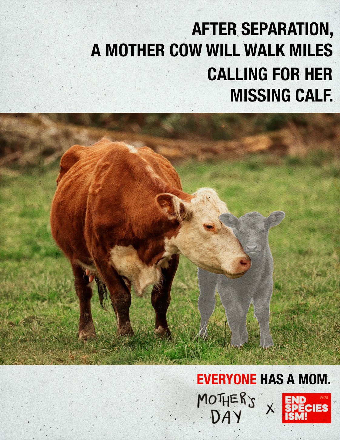 Print ad featuring a cow and a greyed-out calf at her side. The text at the top reads "After separation a mother cow will walk miles calling for her missing calf." and the bottom text reads "everyone has a mom. Mother's Day X End Speciesism!"