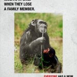 Print ad featuring a photo of a chimpanzee and her child. The text reads "chimpanzees isolate in grief when they lose a family member" and the bottom text reads "everyone has a mom"