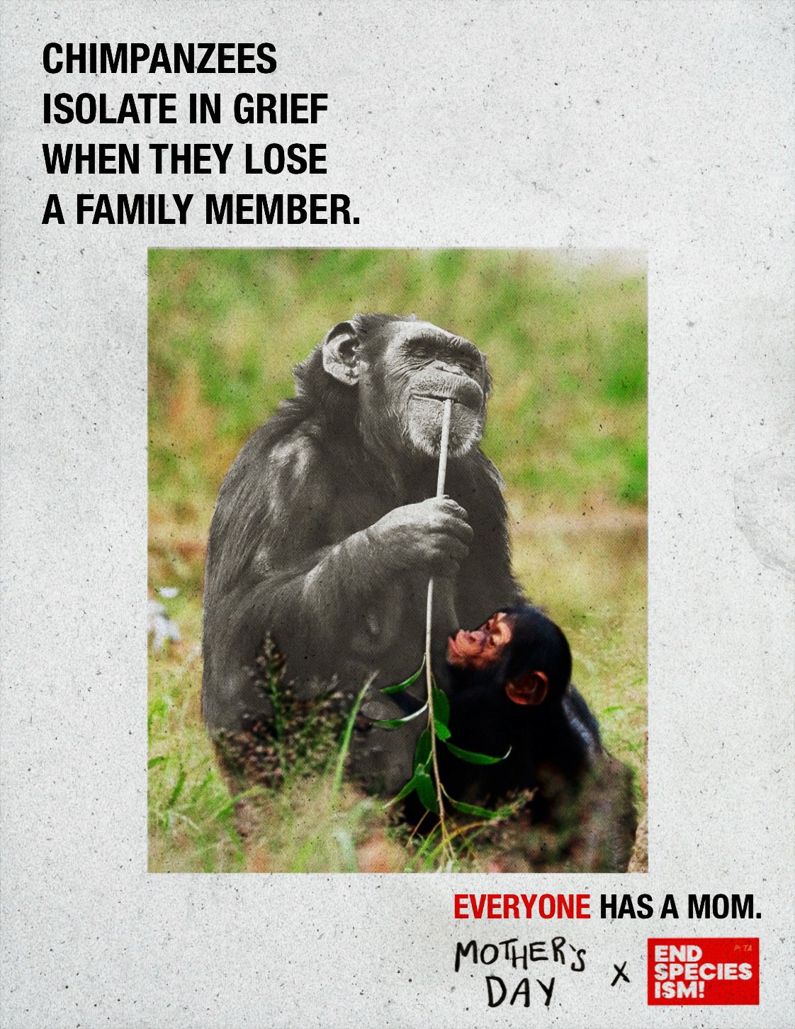 Print ad featuring a photo of a chimpanzee and her child. The text reads "chimpanzees isolate in grief when they lose a family member" and the bottom text reads "everyone has a mom"