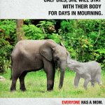 Print ad featuring a photo of an elephant with her calf, who has been greyed-out. The top text reads "when a mother elephant's calf dies, she will stay with their body for days in mourning" with the bottom text reading "Everyone has a mom"