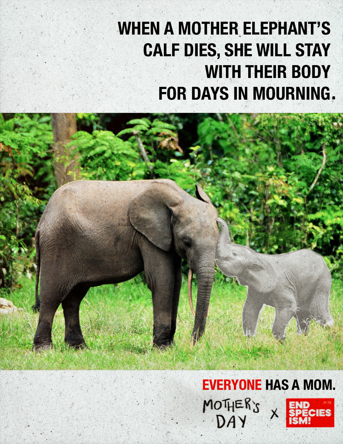 Print ad featuring a photo of an elephant with her calf, who has been greyed-out. The top text reads "when a mother elephant's calf dies, she will stay with their body for days in mourning" with the bottom text reading "Everyone has a mom"