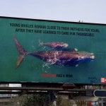 Billboard showing a photo of a mother humpback whale and her calf taken from a birds-eye view. The text at the top reads "young whales remain close to their mothers for years after they have learned to care for themselves" and the bottom text reads "everyone has a mom."