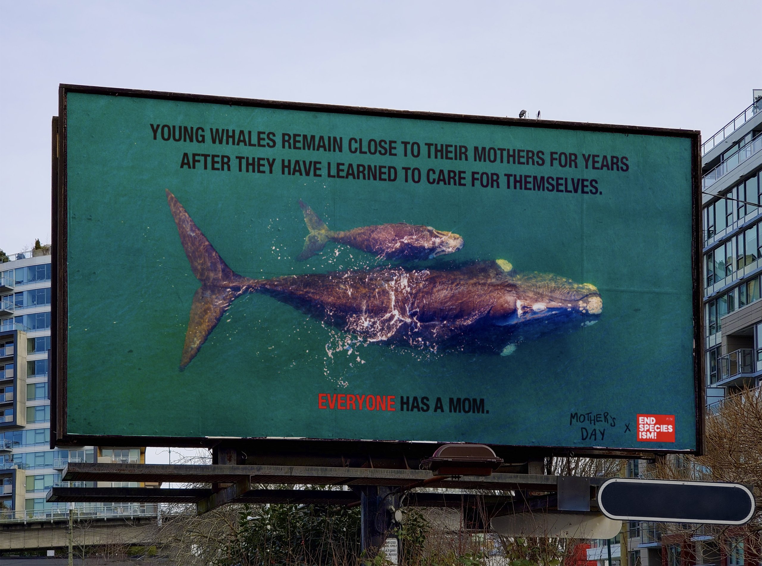 Billboard showing a photo of a mother humpback whale and her calf taken from a birds-eye view. The text at the top reads "young whales remain close to their mothers for years after they have learned to care for themselves" and the bottom text reads "everyone has a mom."