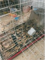 Filthy Reptile Store Closed After One Person Speaks Up | PETA