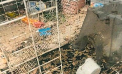 Never Be Silent About Animal Neglect: Seedy Store Selling Reptiles Gets Shut Down