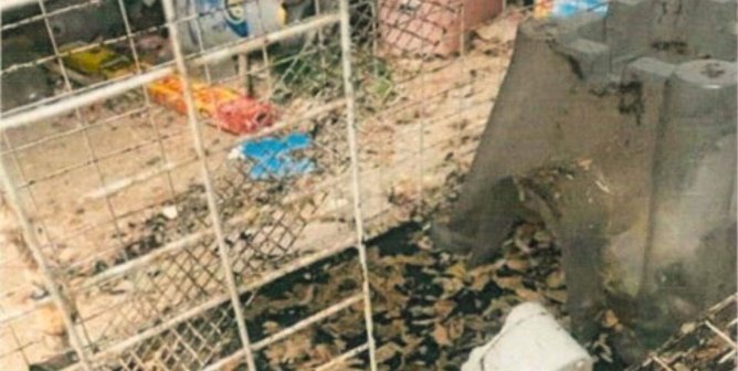 Never Be Silent About Animal Neglect: Seedy Store Selling Reptiles Gets Shut Down