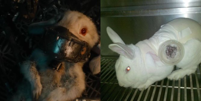 Side by side of Floor the rabbit from Guardians of the Galaxy 3 in a strange contraption and a rabbit in a lab with a strange contraption attached to them.
