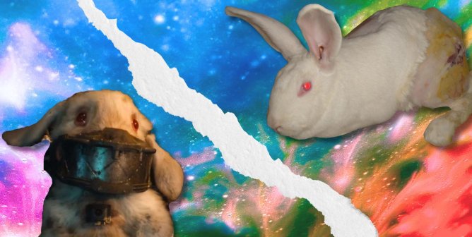 Be a Real Guardian of the Galaxy With 12 Actions to Help Animals in Labs