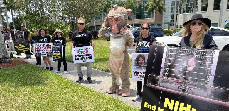 Tormented ‘Monkey’ Rattles Fright Experimenter’s Talk in Florida