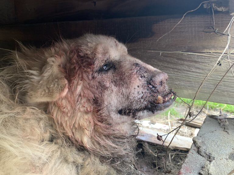 elderly dog was mauled almost to death by another dog