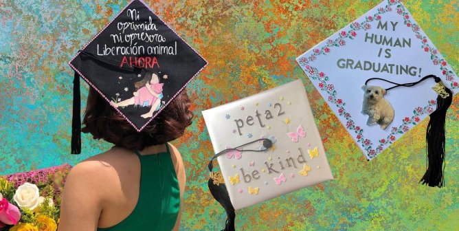 three animal rights graduation caps