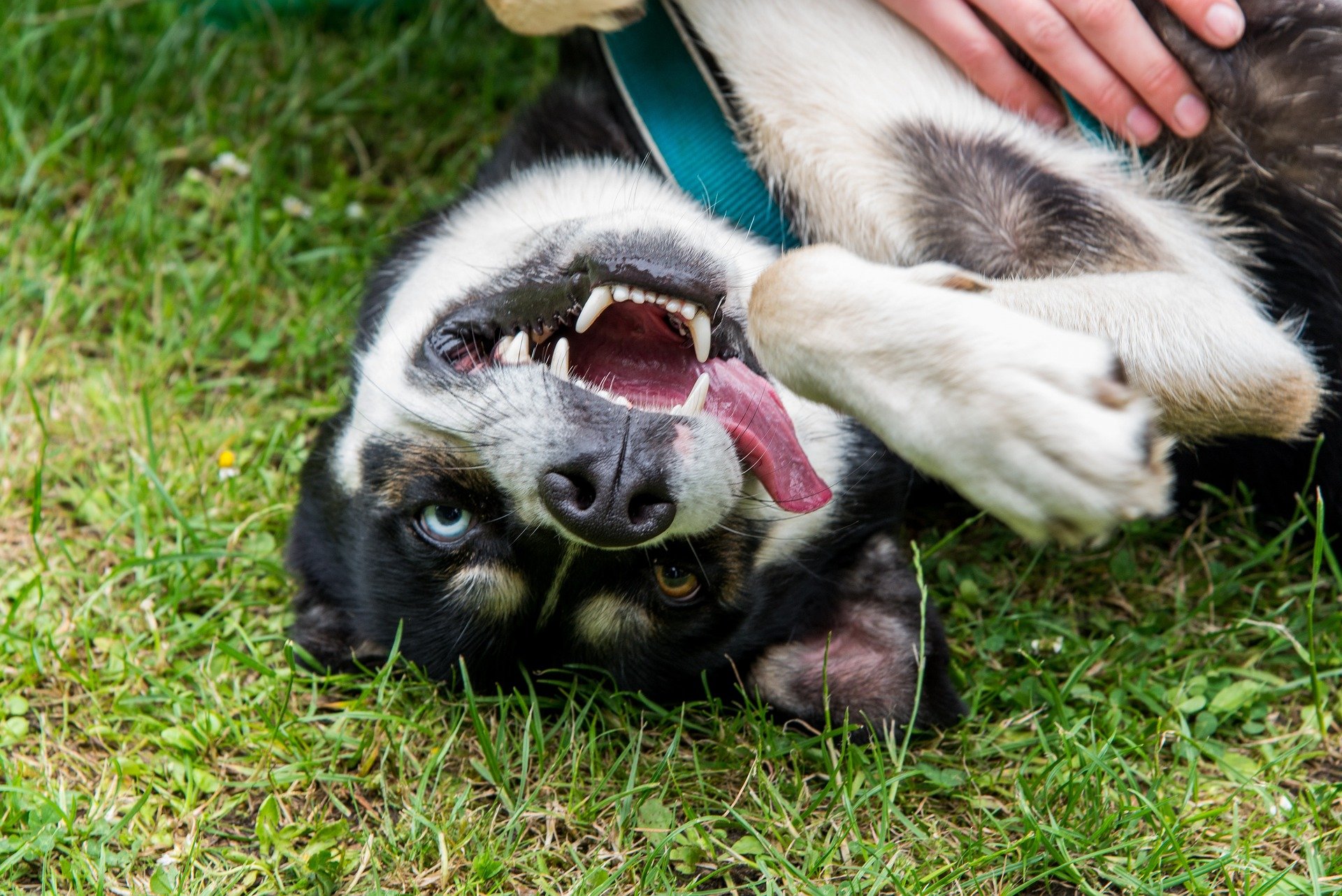 happy dog on grass