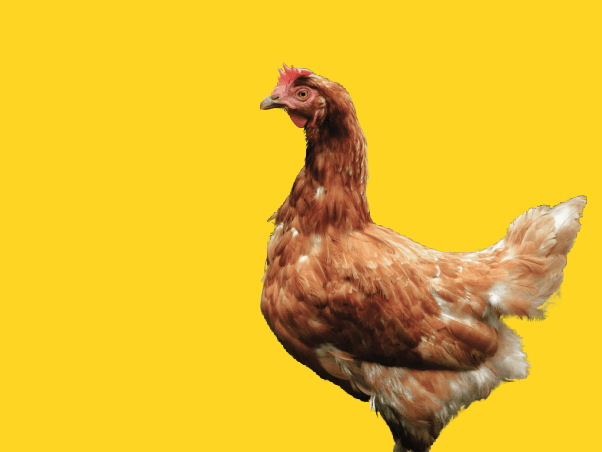a hen up against a yellow background