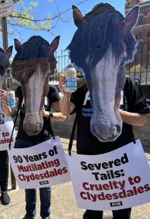 horse masked protesters in a row against budweiser