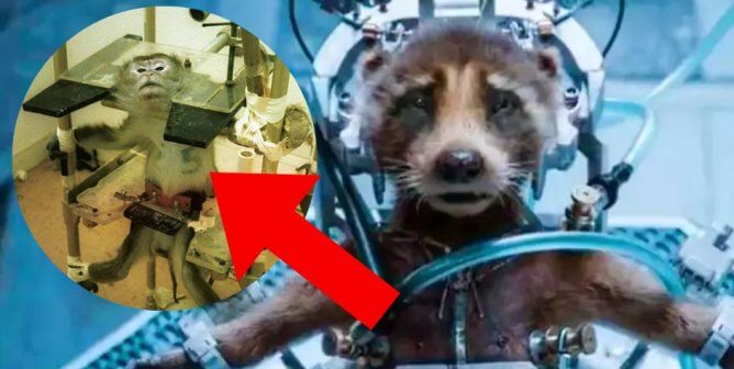 People Can’t Stop Connecting PETA and ‘Guardians of the Galaxy Vol. 3’